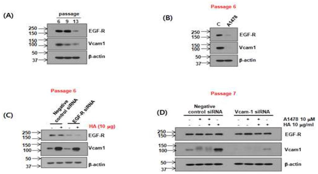 VCAM-1의 발현 변화에 영향을 미치는 EGFR