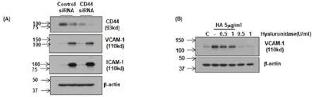 CD44와 hyaluronidase에 의한 VCAM-1의 발현 변화