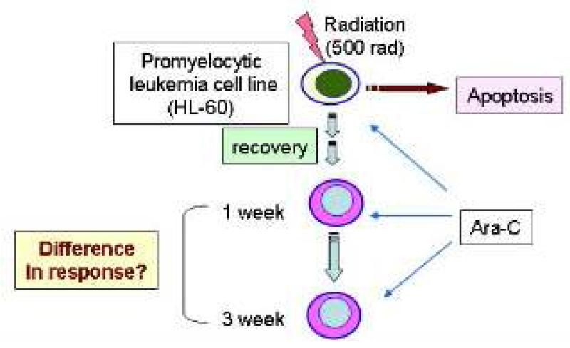 방사선 조사 생존 HL60를 이용한 Ara-C 처치후 치료 저항성 분석 모식도
