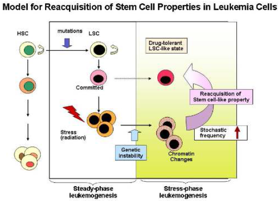 본 연구에서 제시하는 leukemic cell에서의 stem cell property-reacquisition 모델