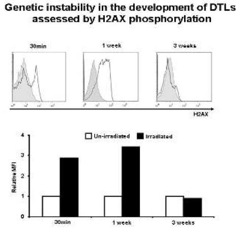 Drug-tolerant leukemic cell의 genentic stability 조사