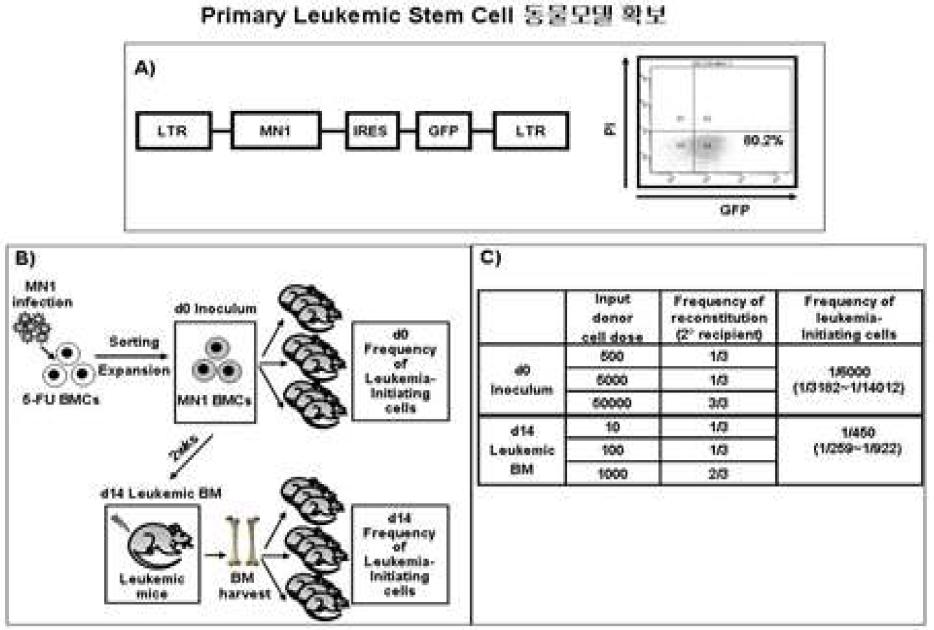 Primary leukemic stem cell 동물 모델