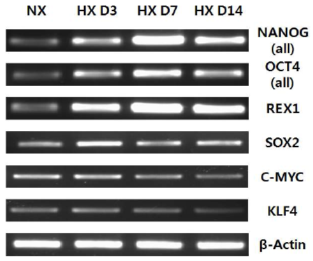 hypoxia culture condition에서 배양된 MSCs에서의 pluripotency-related genes의 발현 양상