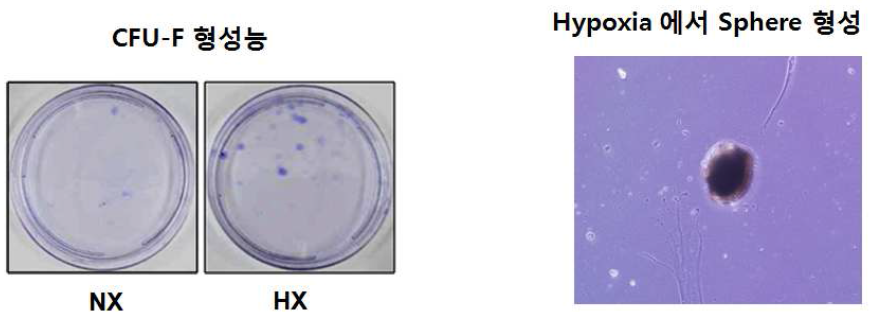 Hypoxia 상태에서의 MSC 의 phenotype 변화