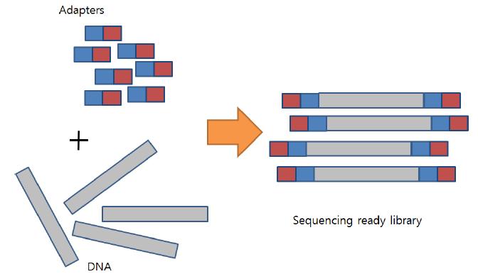 Sequencing library preparation