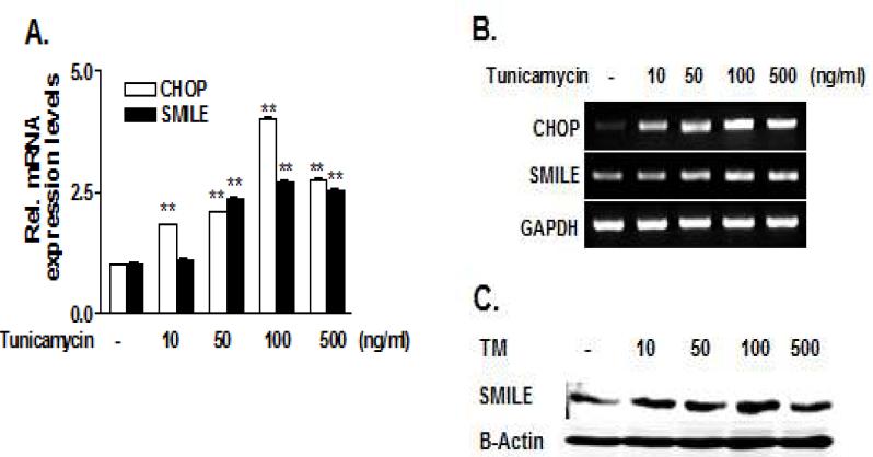 Tunicamycin에 의한 SMILE gene expression 변화