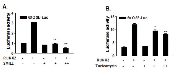 Runx2 transactivity 조절에 의한 SMILE의 OC 발현 억제