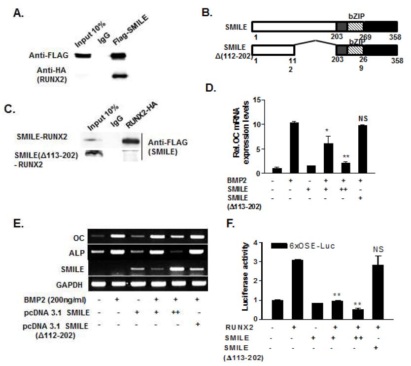 단백질-단백징 상호 작용에 의한 SMILE의 Runx2 transactivity 억제