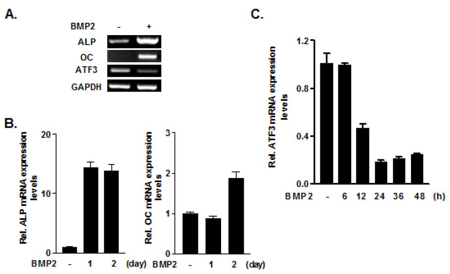 BMP2에 의한 ATF3 gene expression 억제