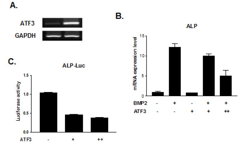 A TF3에 의한 BMP 유도 ALP 발현 억제