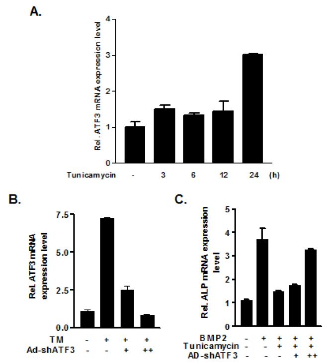 ATF3 억제에 의한 tunicamycin-억제 ALP 발현의 회복