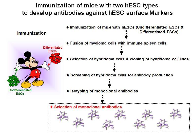 미분화/분화 인간배아줄기세포 마우스 면역반응을 통한 단일클론항체 제작