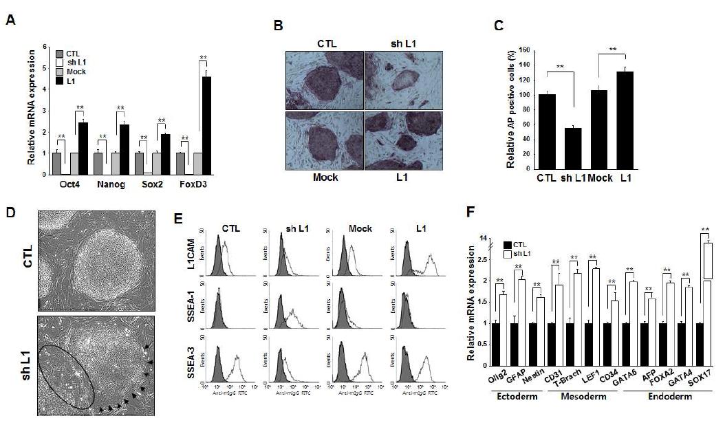 배아줄기세포 미분화 유지 관련 L1CAM의 기능 분석