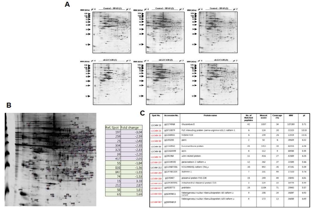 2D 분석을 통한 대조군 및 L1CAM Knockdown 세포주사이에서 단백체 변화 분석