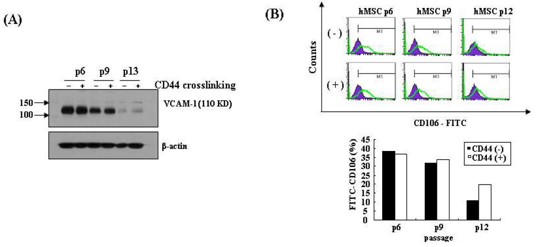 CD44 crosslinking 을 이용한 VCAM1 (CD106) 발현 유도(