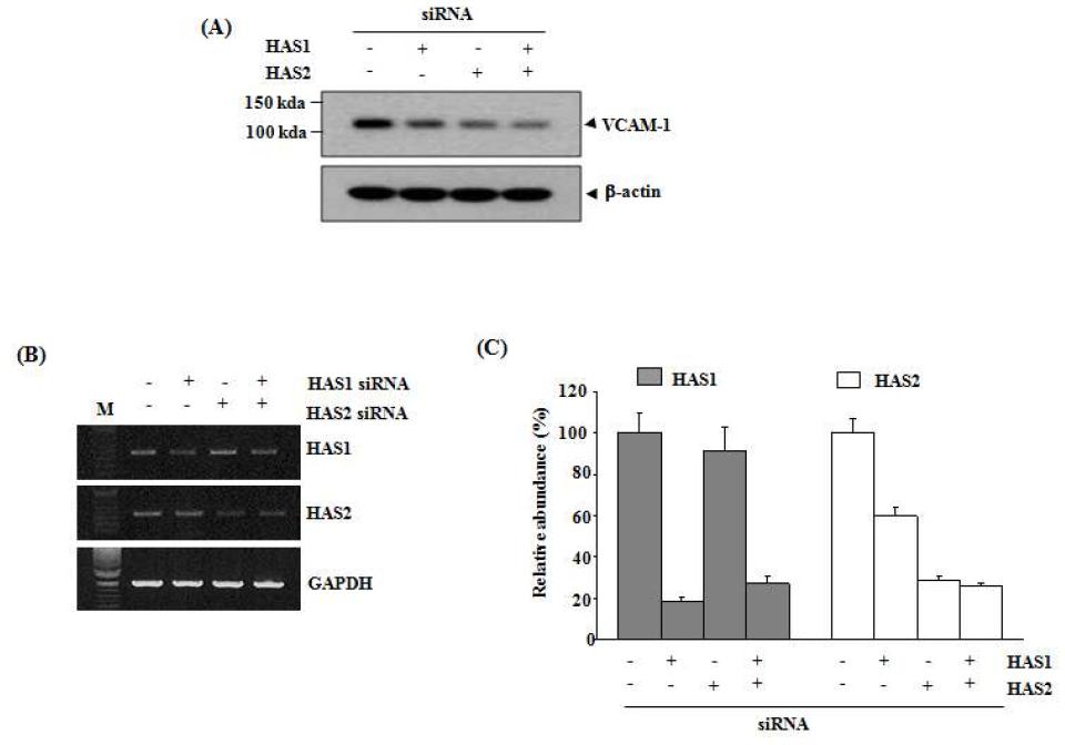 HAS siRNA transfection에 따른 VCAM-1발현 변화