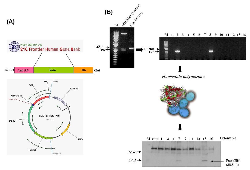 Fut6 클로닝 및 재조합 발현 효모 균주 제작