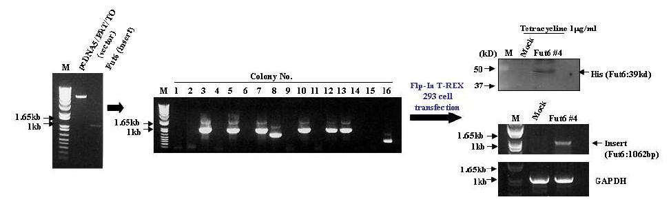 Flp-In T-REX 293 stable cells의 Fut6 발현