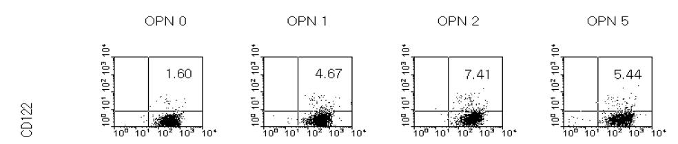 성체줄기세포의 OPN에 의한 CD44 발현 조절