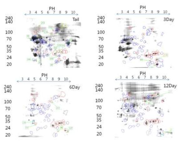 2DE를 통한 단백질 발현 차이 분석