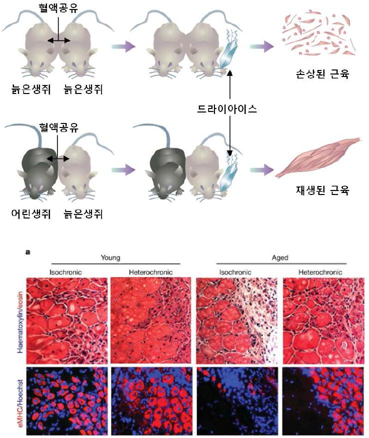 늙은 생쥐의 근육 재생을 활성화 시키는 젊은 피의 수혈