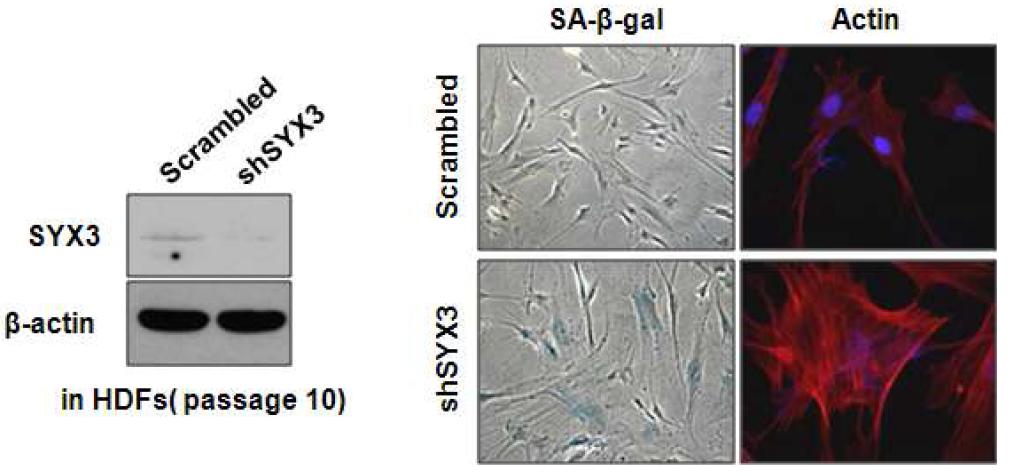 SYX3 유전자의 발현 조절 확인과 노화 표현형 확인