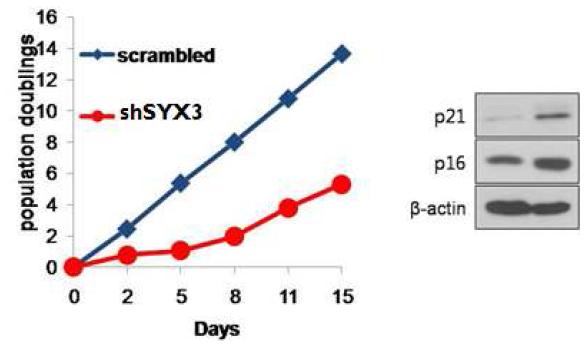 SYX3 유전자의 발현 감소에 의한 세포 증식률 감소
