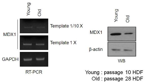 MDX1의 mRNA level 과 protein level