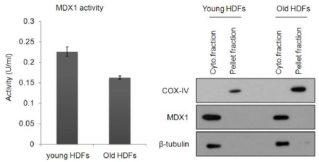세포 노화에 따른 MDX1 의 활성 감소