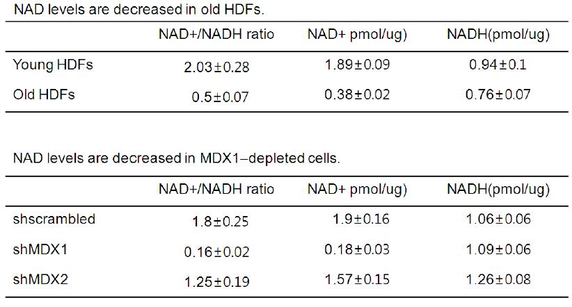 세포노화와 MDX1이 감소된 세포에서의 NAD/NADH ratio