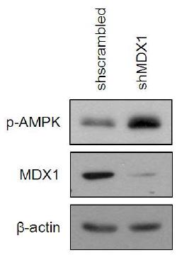 MDX1발현조절에 의한 AMPK 활성의 증가