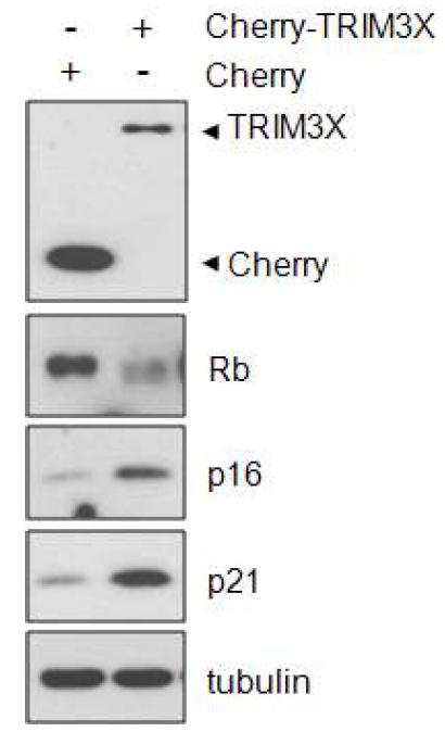 TRIM3X 발현에 의해서 HDF 세포에서 pRB의 탈인산화와 p21과 p16 단백질 양이 증가한다.