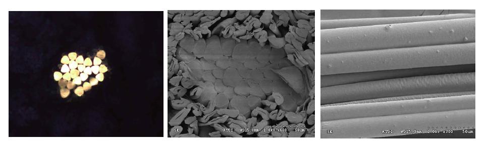 이산화티탄(TiO2) 나노입자가 4 wt% 함유된 Y 형태의 원사의 광학 현미경 및 전자현미경 사진.