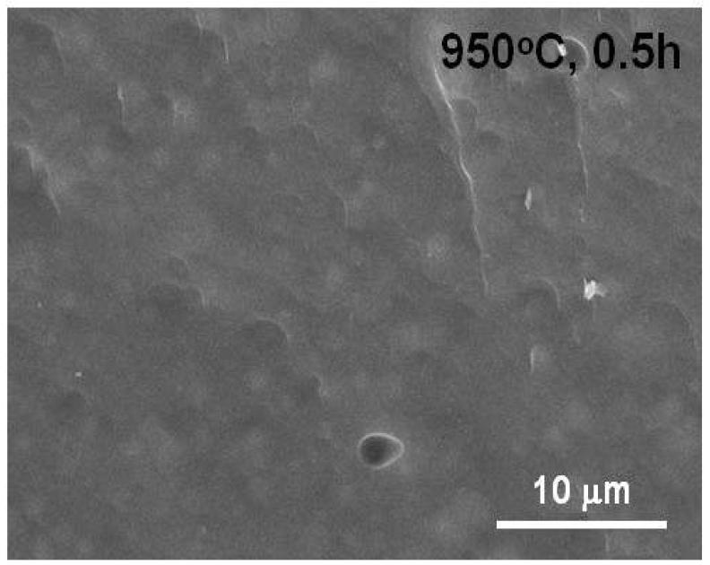 SEM micrograph of the fractured surface of CMG-01B glass sintered at 950oC for 30 min.