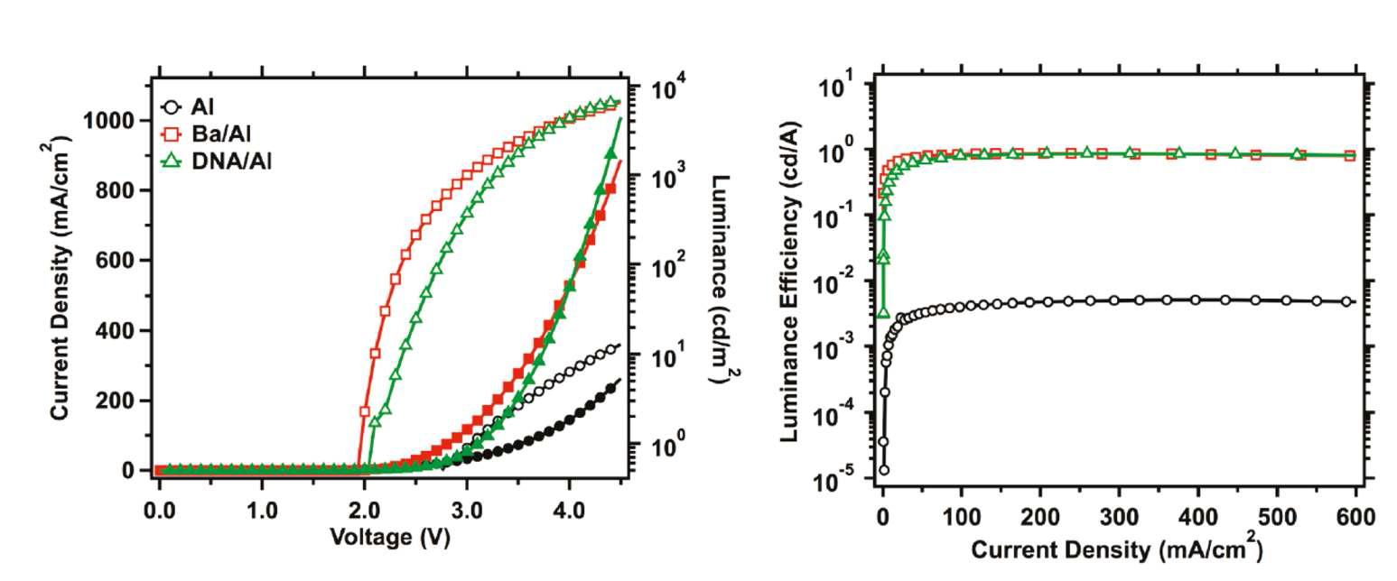 MEH-PPV 폴리머 기반 유기발광소자에 전자 주입층으로 DNA를 삽입하였을 때의 전류-전압 특성(왼쪽)과 휘도 효율 특성(오른쪽)