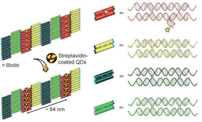 4종류의 DX 분자가 자가 조립을 통해서 DNA 타일 구조를 만든 후 biotin이 붙은 DX 분자에 streptavidin이 코팅된 양자점이 붙어 양자점이 정렬되는 과정의 모식도
