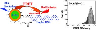 양자점과 dye가 붙은 DNA 사이의 FRET이 일어나는 과정. (왼쪽). DNA와 QD의 몰 비율이 2:1 일 때 FRET 효율 (오른쪽)