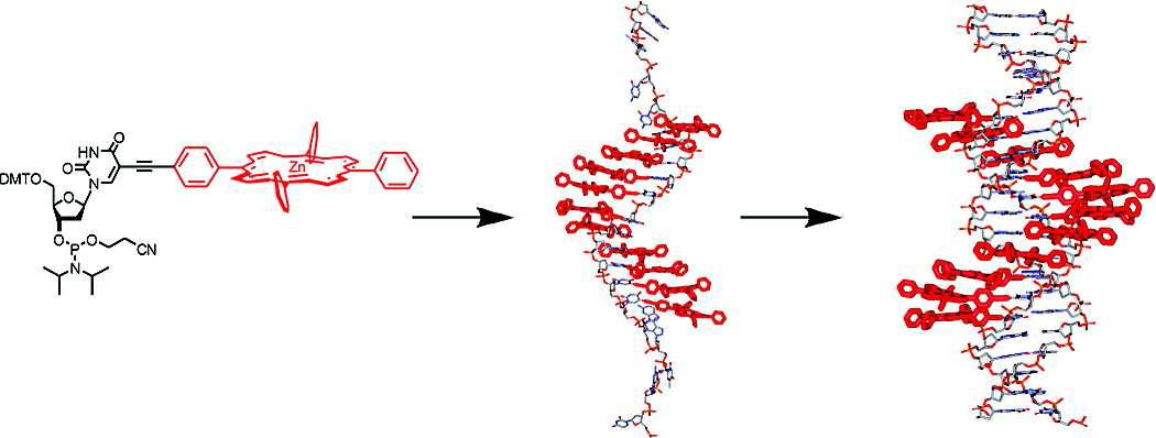 tetraphenylporphyrin 이 결합된 핵염기와 이를 이용 합성한 단일가닥과 이중나선의 DNA 모습