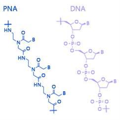 PNA와 DNA의 구조