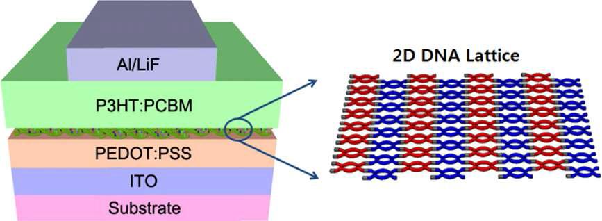 2D DNA 격자가 고분자 태양전지에 삽입된 구조의 모식도