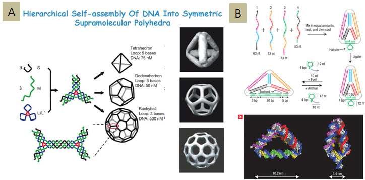 3차원 DNA 나노구조의 여러 가지 형태