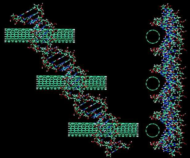 DNA와 CNT 복합소재의 결합에 있어서의 모델