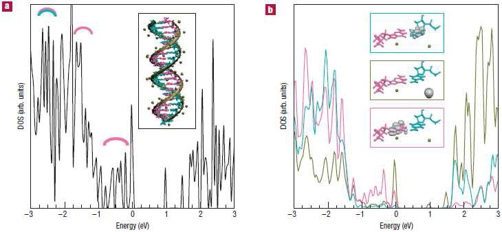 DNA 시뮬레이션 구조와 계산된 상태밀도