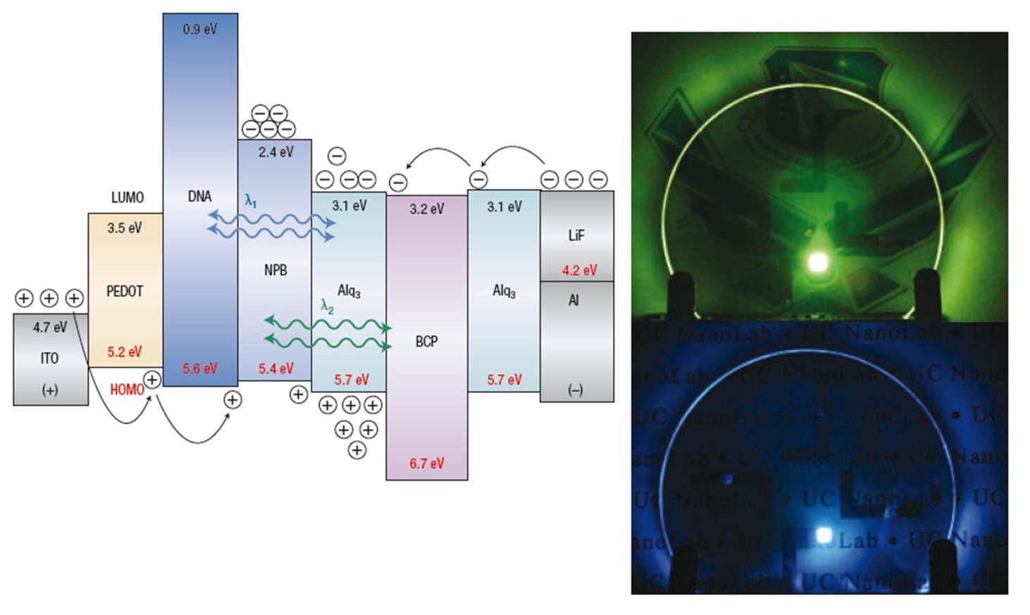 DNA를 이용한 전자 블로킹 층이 삽입된 유기발광소자의 에너지 준위 다이어그램(왼쪽)과 실제 녹색/청색 발광 모습(오른쪽)
