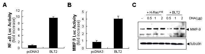 BLT2에 의한 NF-κB activation 및 MMP-9의 합성