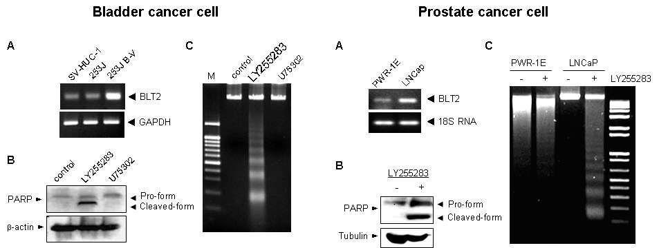 암세포에서의 BLT2 과발현 및 apoptosis 조절