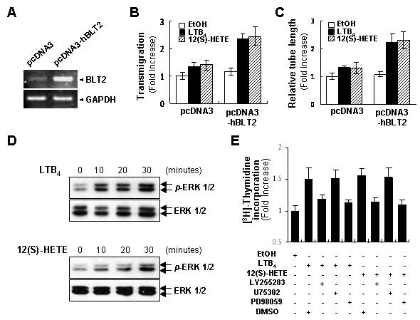 BLT2 activation에 의한 angiogenesis