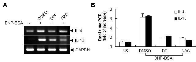 ROS에 의해 매개되는 Th2 cytokine의 생성