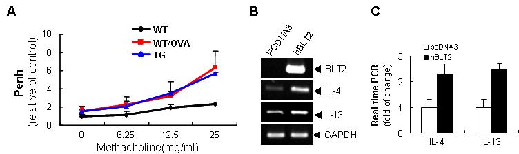 BLT2 TG mice의 민감한 기도저항성과 Th2 cytokine의 생성 증가