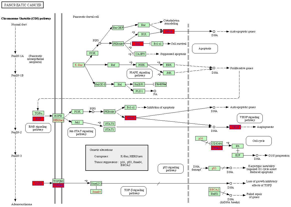 Microarray 결과 - Pancreatic cancer pathway에서 증가 또는 감소되는 유전자